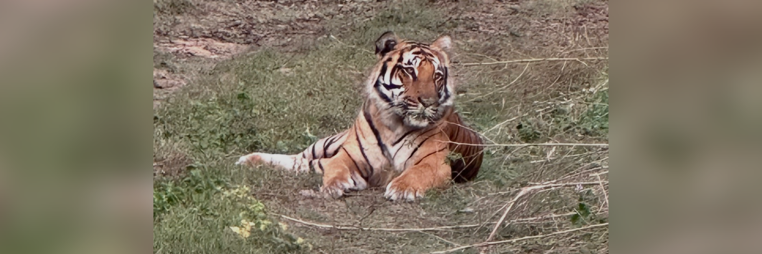 A male tiger sitting in grass and relaxing in Dhikala zone of Corbett Park Ramnagar