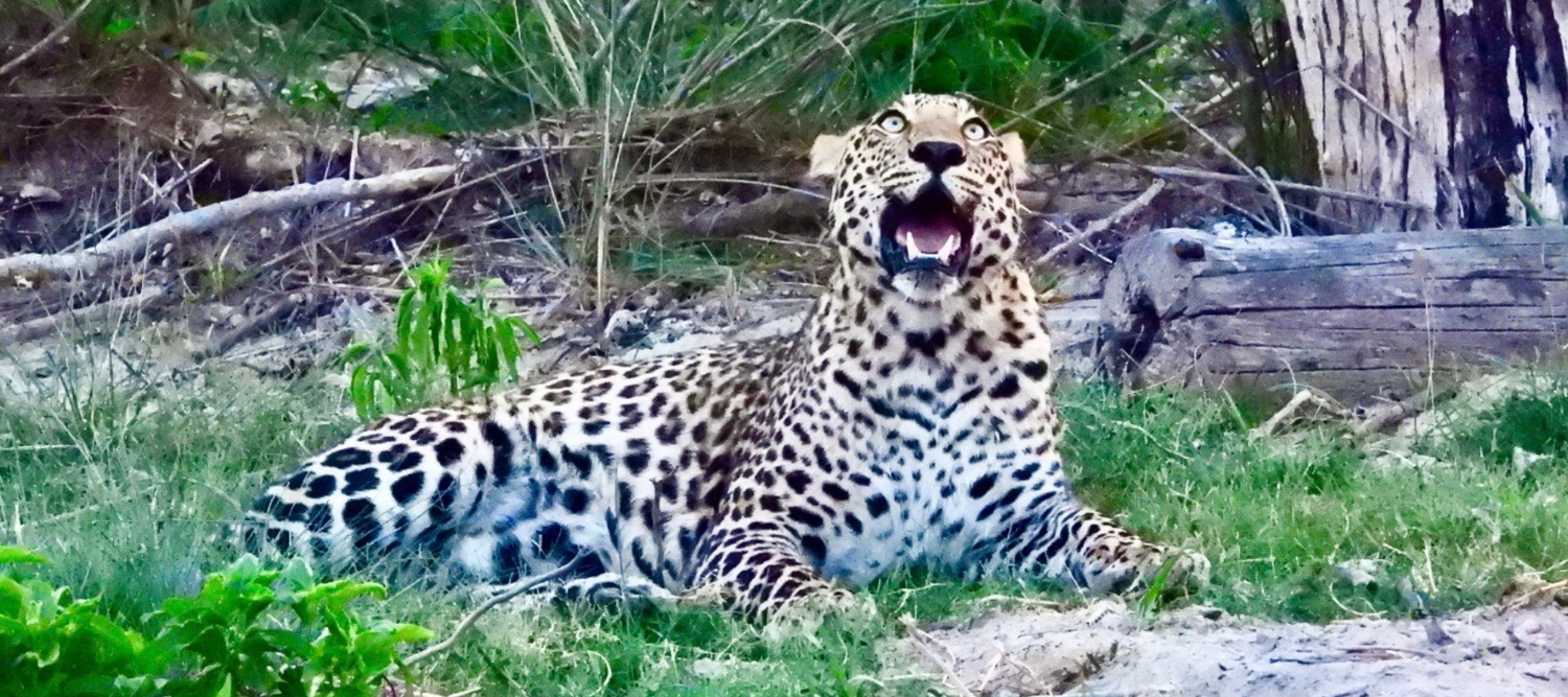 A Leopard in National Park
