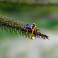 Natual Uncut Amethyst Ring