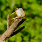 Uncut Natural Moonstone Ring