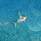 Classic Fish Silver Pendant